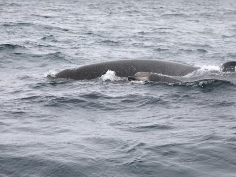 Bottlenose whale breaching the water surface